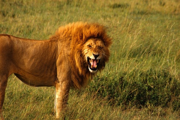 Un león enojado