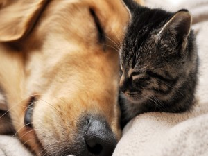 Gato y perro durmiendo juntos una siesta