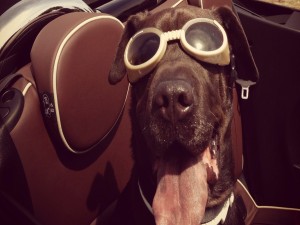 Postal: Simpático perro con unas gafas de piscina