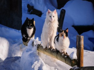Postal: Gatos sobre un tronco con nieve
