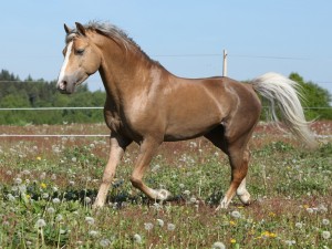 Postal: Hermoso caballo sobre la hierba