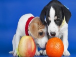 Cachorros olisqueando una naranja