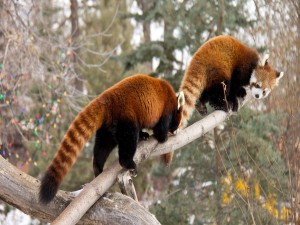Dos pandas rojos en la rama de un árbol