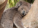 Koala durmiendo muy tranquilo sobre un tronco