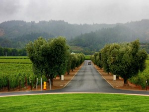 Postal: Carretera entre árboles y viñedos