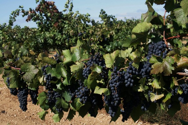 Racimos de uvas negras en la vid