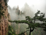 Niebla entre rocas y árboles