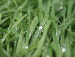 Briznas de hierba con gotas de agua