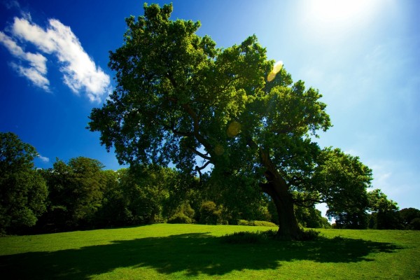 Árboles iluminados por el brillante sol