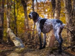 Un perro en el bosque observando con atención