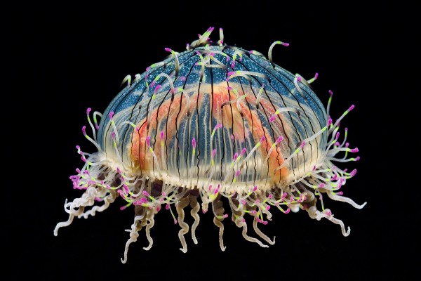Una medusa con bonitos colores