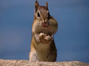 Una glotona ardilla comiendo un cacahuete