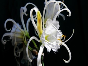Magnífica flor de color blanco