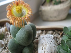 Espectacular flor de cactus