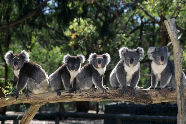 Varios koalas sobre el mismo tronco
