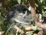 Una koala abrazada a su cría