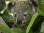 La cara de un simpático koala