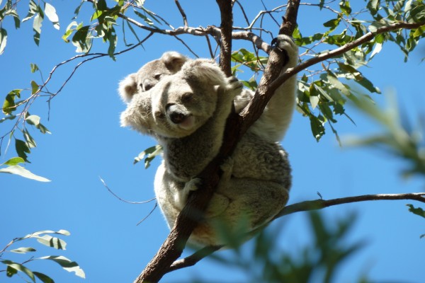 Koala y cría en la fina rama de un eucalipto