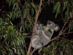 Koalas en la noche