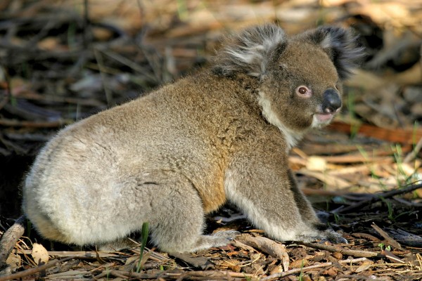 Un koala en el suelo