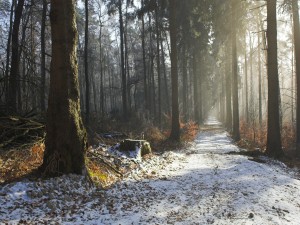 Postal: Nieve sobre el camino del bosque