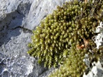 Plantas y hielo sobre una roca