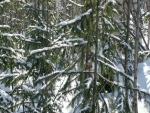 Nieve sobre las ramas de los pinos