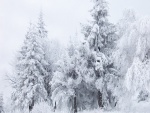 Árboles cubiertos de fría nieve