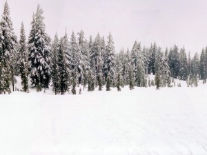 Postal: Nieve y pinos