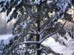 Las ramas de un pino cubiertas de nieve