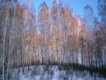 Grandes árboles en invierno