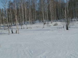 Árboles desnudos sobre la nieve