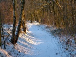 Nieve en un camino del bosque
