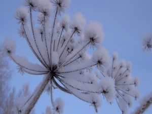 Nieve sobre una planta