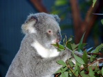 Un koala comiendo hojas de eucalipto