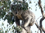 Koala caminando sobre un árbol