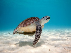 Una tortuga marina nadando sobre un fondo de arena