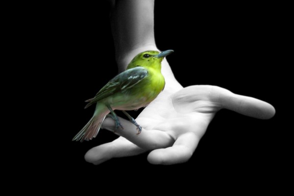 Pájaro verde sobre una mano