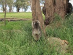 Koala con su cría trepando a un árbol