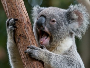 Un koala con la boca abierta