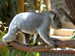 Postal: Koala caminando en una rama