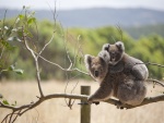 Pequeño koala dormido sobre la espalda de su madre