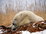 Oso polar dormido