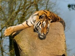 Tigre descansando en lo alto de una roca
