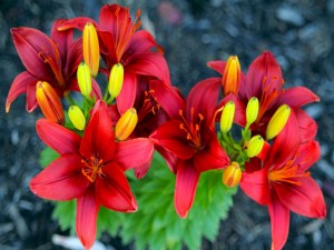 Postal: Bellos liliums rojos en la planta