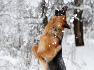 Postal: Un perro jugando mientras nieva