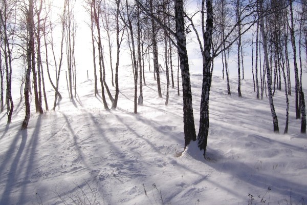 La sombra de los árboles sobre la nieve