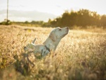 Un perro disfrutando en el campo
