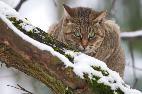 La mirada de un gato que está en la fría nieve