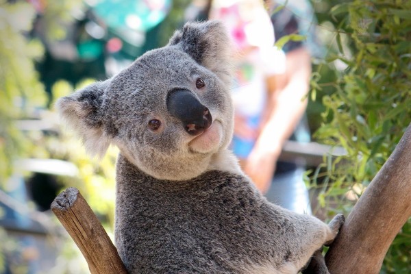 Un koala mostrando su lengua peluda